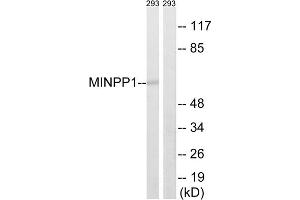Western blot analysis of extracts from 293 cells, using MINPP1 antibody. (MINPP1 anticorps  (Internal Region))