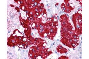 Immunohistochemistry of formalin-fixed, paraffin-embedded human adrenal tissue after heat-induced antigen retrieval. (NR4A2 anticorps  (N-Term))