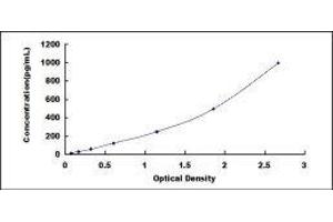 Glutamate-Ammonia Ligase (GLUL) ELISA Kit