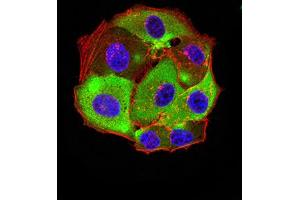 Immunofluorescence analysis of Hela cells using HTR3A mouse mAb (green).