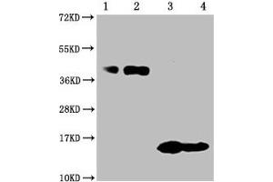 Western Blot Positive WB detected in: 1-2 lanes: 293F whole cell lysate transfected with BCMA, 3-4 lane: Recombinant proteins with BCMA All lanes: TNFRSF17 antibody at 1:1000 Secondary Goat polyclonal to mouse IgG at 1/50000 dilution Predicted band size: 40, 15 KDa Observed band size: 40, 15 KDa Exposure time:10 min