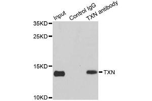 Immunoprecipitation analysis of 150ug extracts of MCF7 cells using 3ug TXN antibody. (TXN anticorps)