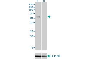 Western blot analysis of SUOX over-expressed 293 cell line, cotransfected with SUOX Validated Chimera RNAi (Lane 2) or non-transfected control (Lane 1).