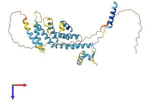 AlphaFold protein structure predicition of Human Recombinant PSMD8 Protein, UniprotID P48556