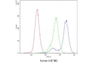 Flow cytometry testing of human U-87 MG cells with Factor I antibody at 1ug/10^6 cells (blocked with goat sera) (Complement Factor I anticorps)