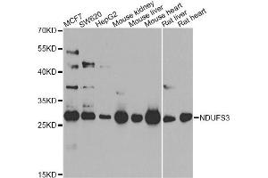 Western blot analysis of extracts of various cell lines, using NDUFS3 antibody. (NDUFS3 anticorps)