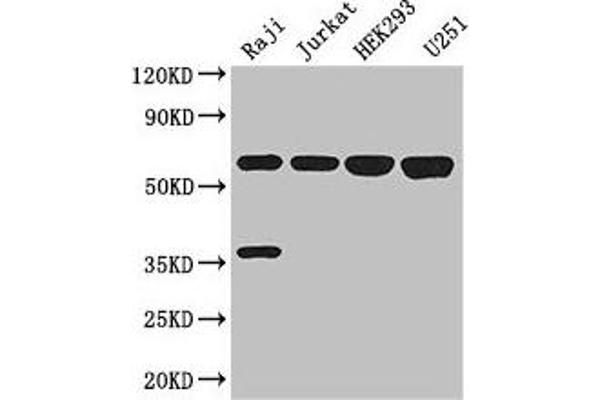KPNA2 Antikörper  (AA 2-285)