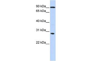 WB Suggested Anti-BOLL Antibody Titration:  0. (BOLL anticorps  (N-Term))
