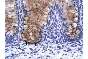 Annexin A1 antibody was used for immunohistochemistry at a concentration of 4-8 ug/ml to stain Epithelial cells of intestinal villus (arrows) in Human Intestine.