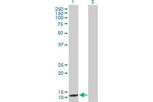 Western Blot analysis of CCNB3 expression in transfected 293T cell line by CCNB3 MaxPab polyclonal antibody. (Cyclin B3 anticorps  (AA 1-111))