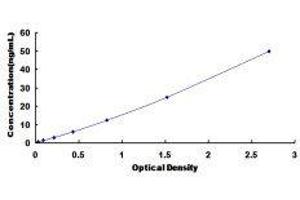 ELISA image for Ryanodine Receptor 1 (Skeletal) (RYR1) ELISA Kit (ABIN418444)