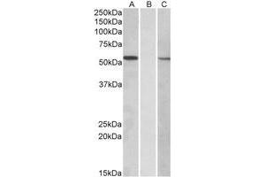 Western Blotting (WB) image for anti-Mannosyl (Alpha-1,3-)-Glycoprotein beta-1,2-N-Acetylglucosaminyltransferase (MGAT1) (Internal Region) antibody (ABIN2464723) (MGAT1 anticorps  (Internal Region))