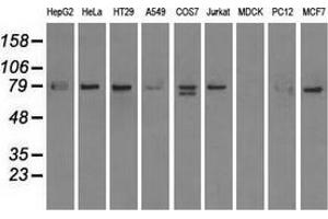 Western blot analysis of extracts (35 µg) from 9 different cell lines by using anti-SCYL3 monoclonal antibody. (SCYL3 anticorps)