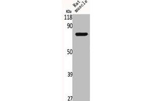 Western Blot analysis of RAT-MUSCLE cells using BRD3 Polyclonal Antibody (BRD3 anticorps  (C-Term))