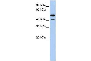 Western Blotting (WB) image for anti-Deoxyribonuclease II beta (DNASE2B) antibody (ABIN2458670) (DNASE2B anticorps)