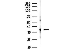 anti-Ephrin B1/B2/B3 (EFNB1/2/3) antibody
