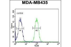 CC50B Antibody (N-term) (ABIN651159 and ABIN2840104) flow cytometric analysis of MDA-M cells (right histogram) compared to a negative control cell (left histogram). (TMEM30B anticorps  (N-Term))