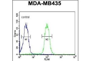 CC50B Antibody (N-term) (ABIN651159 and ABIN2840104) flow cytometric analysis of MDA-M cells (right histogram) compared to a negative control cell (left histogram).