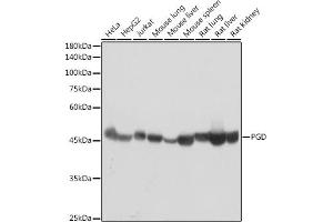 Western blot analysis of extracts of various cell lines, using PGD antibody (ABIN7269315) at 1:1000 dilution. (PGD anticorps)
