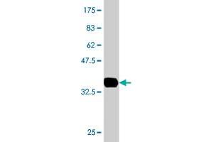 Western Blot detection against Immunogen (36.