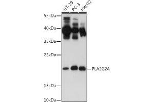 PLA2G2A Antikörper  (AA 21-144)
