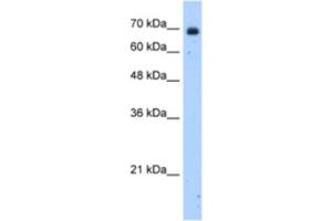 Western Blotting (WB) image for anti-Zinc Finger Protein 823 (ZNF823) antibody (ABIN2463336) (ZNF823 anticorps)