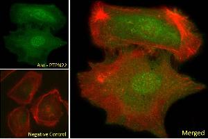 ABIN6391380 Immunofluorescence analysis of paraformaldehyde fixed U2OS cells, permeabilized with 0.
