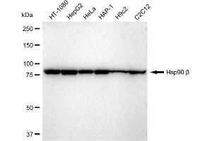 anti-Heat Shock Protein 90kDa alpha (Cytosolic), Class B Member 1 (HSP90AB1) antibody