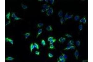 Immunofluorescence (IF) image for anti-Major Histocompatibility Complex, Class II, DR beta 1 (HLA-DRB1) (AA 30-266) antibody (ABIN6068471) (HLA-DRB1 anticorps  (AA 30-266))