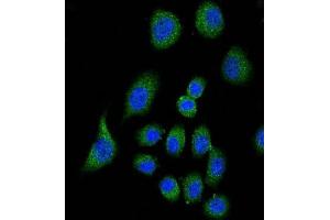Immunofluorescence (IF) image for anti-Complement Factor H (CFH) antibody (ABIN5015561) (Complement Factor H anticorps)