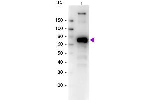 Western Blot of Biotin conjugated Goat Anti-Monkey IgM (mu chain) secondary antibody. (Chèvre anti-Singe IgM (Chain mu) Anticorps (Biotin) - Preadsorbed)