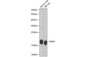Western blot analysis of extracts of various cell lines using OPA3 Polyclonal Antibody at dilution of 1:1000.