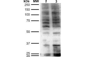 Western Blot analysis of Human Cervical Cancer cell line (HeLa) showing detection of Hexanoyl-Lysine adduct-BSA using Mouse Anti-Hexanoyl-Lysine adduct Monoclonal Antibody, Clone 5D9 . (Hexanoyl-Lysine Adduct (HEL) anticorps (Biotin))