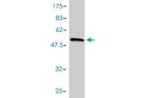 Western Blot detection against Immunogen (55.