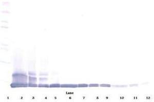 Image no. 1 for anti-Chemokine (C-C Motif) Ligand 12 (Ccl12) antibody (ABIN465845) (Ccl12 anticorps)