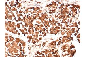 Formalin-fixed, paraffin-embedded human pituitary gland stained with ACTH Mouse Monoclonal Antibody (AH26). (POMC anticorps  (AA 1-24))