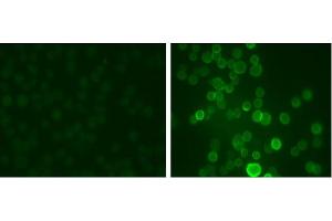 Image no. 1 for anti-Potassium Voltage-Gated Channel, Shaw-Related Subfamily, Member 1 (KCNC1) (pSer503) antibody (ABIN372706)