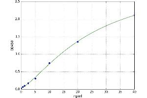 Heat Shock 70kDa Protein 8 (HSPA8) ELISA Kit