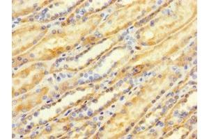 Immunohistochemistry of paraffin-embedded human kidney tissue using ABIN7173107 at dilution of 1:100 (TMEM184B anticorps  (AA 311-407))
