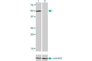 Western blot analysis of LEF1 over-expressed 293 cell line, cotransfected with LEF1 Validated Chimera RNAi (Lane 2) or non-transfected control (Lane 1). (LEF1 anticorps  (AA 1-399))