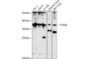 Western blot analysis of extracts of various cell lines, using TNMD antibody (ABIN7270768) at 1:1000 dilution. (TNMD anticorps  (AA 92-187))