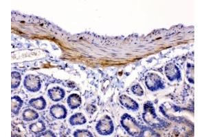 IHC testing of FFPE mouse intestine tissue with CHRNA5 antibody at 1ug/ml. (CHRNA5 anticorps  (AA 44-76))