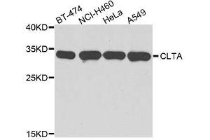 Western blot analysis of extracts of various cell lines, using CLTA antibody. (CLTA anticorps  (AA 1-218))