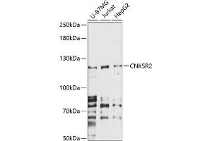 Western blot analysis of extracts of various cell lines, using CNKSR2 antibody (ABIN7266488) at 1:1000 dilution.