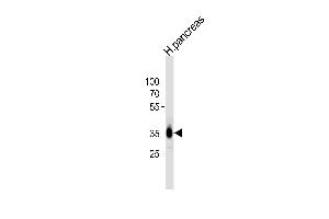 Western blot analysis of lysate from human pancreas tissue lysate, using A Antibody (C-term) 1024c. (PPAP2A anticorps  (C-Term))