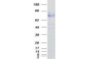 Validation with Western Blot (TRKB Protein (Transcript Variant B) (Myc-DYKDDDDK Tag))