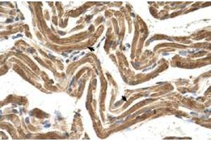 Immunohistochemical staining (Formalin-fixed paraffin-embedded sections) of human muscle with FICD polyclonal antibody  at 4-8 ug/mL working concentration. (FICD anticorps  (C-Term))