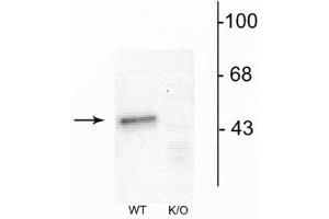 Western blot of mouse forebrain lysates from Wild Type (WT) and α1-knockout (K/O) animals showing specific immunolabeling of the ~51 kDa α1-subunit of the GABAA-R. (GABRA1 anticorps  (N-Term))