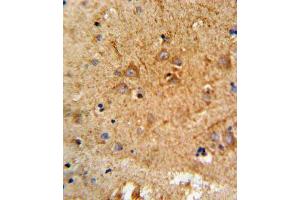 Immunohistochemistry (IHC) image for anti-Proprotein Convertase Subtilisin/kexin Type 2 (PCSK2) antibody (ABIN3003341)
