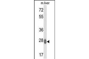 Western blot analysis of ETHE1 Antibody in mouse liver tissue lysates (35ug/lane) (ETHE1 anticorps  (C-Term))